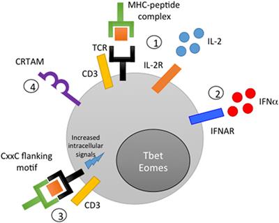 Cytotoxic CD4 T Cells—Friend or Foe during Viral Infection?